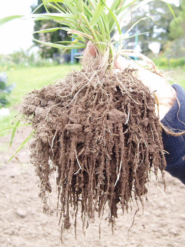 Fine Roots coated with Soil